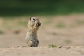 <p>SYSEL OBECNÝ (Spermophilus citellus) - Mladá Boleslav --- /European ground squirrel - Europäisches Ziesel/</p>